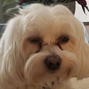 Meet your Posher, Ava